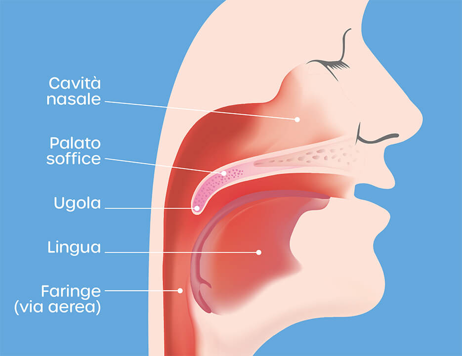 normale-anatomia